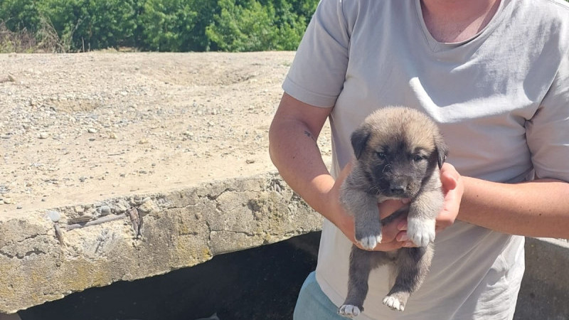 Mersin Büyükşehir Belediyesi Personelleri 8 Yavru Köpeği Kurtardı