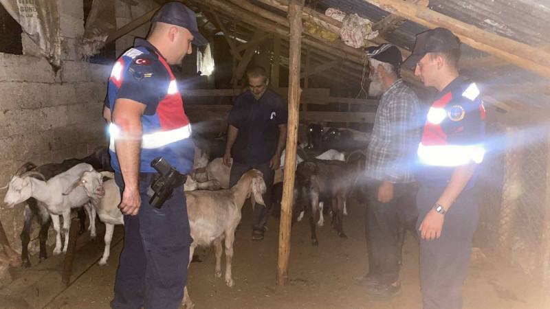 Mersin Haber/ Kaybolan Küçükbaş Hayvanları Jandarma Buldu