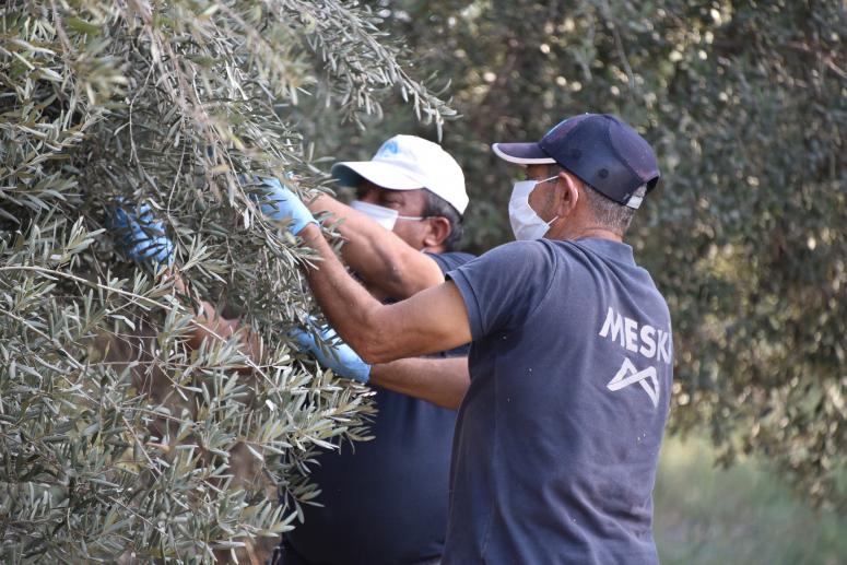 MERSİN BÜYÜKŞEHİR, ZEYTİN AĞAÇLARINA SAHİP ÇIKIYOR