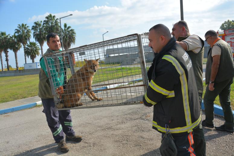 Çukura Düşen Çakal, Mersin Büyükşehir Ekiplerince Kurtarıldı