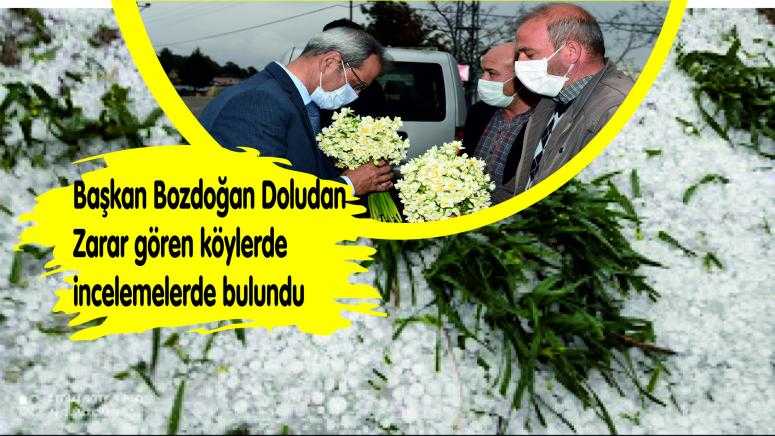 BAŞKAN BOZDOĞAN CEVİZ BÜYÜKLÜĞÜNDE YAĞAN DOLU’NUN BÖLGEYE VERDİĞİ ZARARI YERİNDE İNCELEDİ.