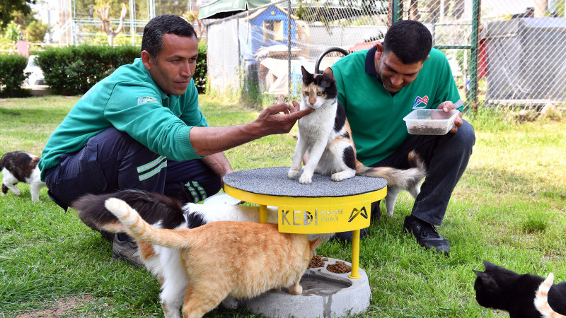 2022 Yılı İçerisinde 6 Bin 500 Kedi Ve Köpeğin Kısırlaştırılması Ve 1125 Kedi Ve Köpeğin De Sahiplen