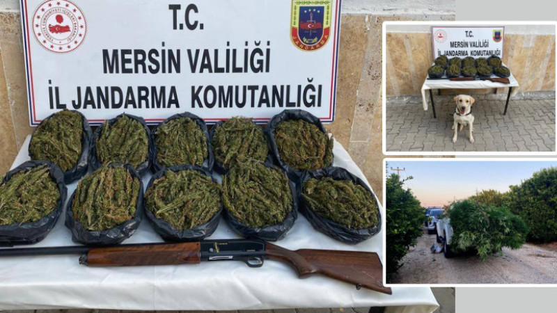 Mersin Haber/ 24 Kilogram Skunk ve 3 Bin 550 Kök Kenevir Ele Geçirildi