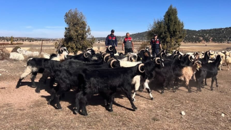 KAYBOLAN KÜÇÜKBAŞ HAYVANLARI JANDARMA BULDU