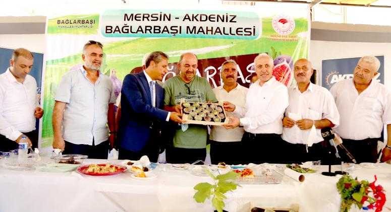 Mersin Haber/ Bağlarbaşı’nda Yılın ‘İlk Siyah İncir Hasadı’ Başladı