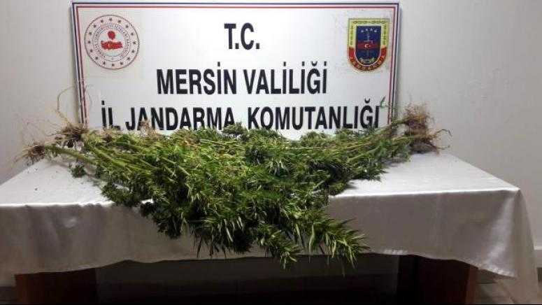 MERSİN'DE 351 KÖK KENEVİR BİTKİSİ ELE GEÇİRİLDİ