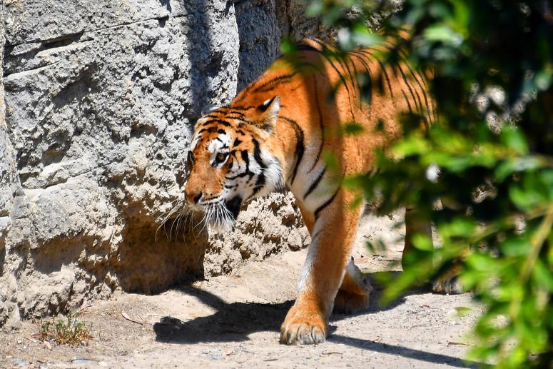 ‘NAZLI’ İSİMLİ BENGAL KAPLANI TARSUS DOĞA PARKI’NDA YERİNİ ALDI